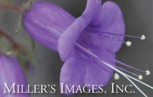 Miller's Images