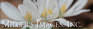 Miller's Images, Inc